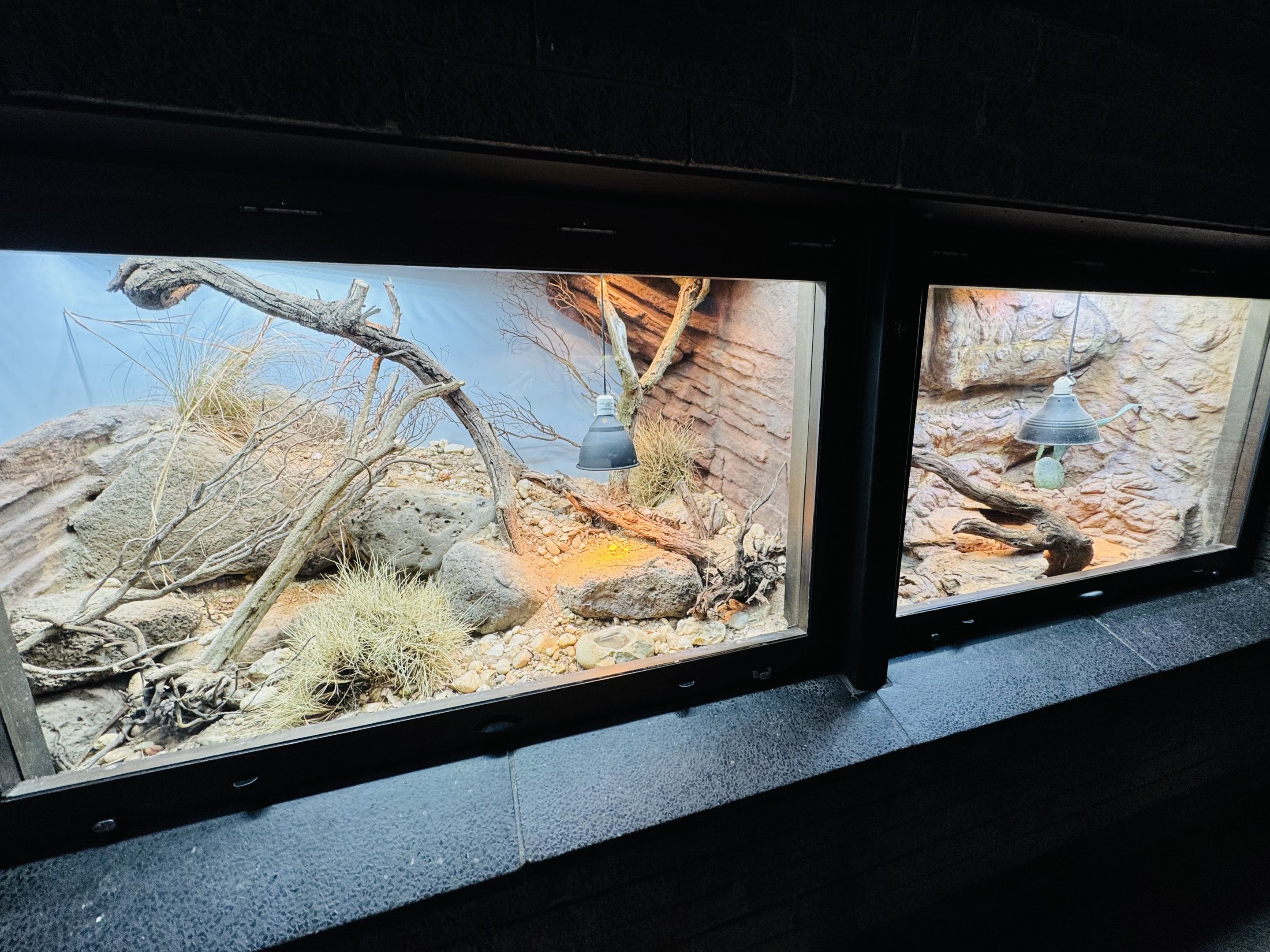 Red-barred Dragon and Gila Monster enclosures