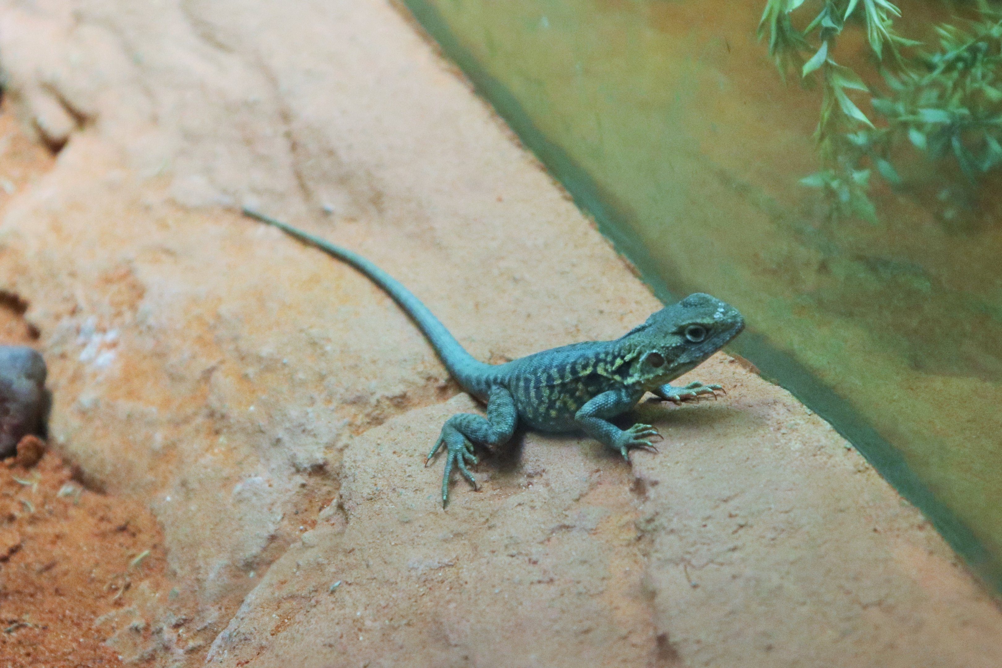 Red-barred Dragon (Ctenophorus vadnappa)