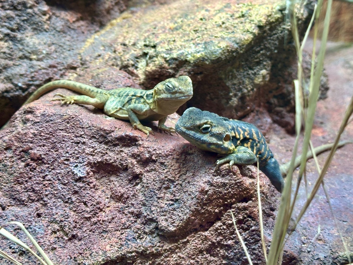 Red-barred dragon (Ctenophorus vadnappa)