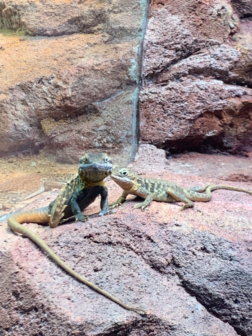 Red Barred dragon in new arc building