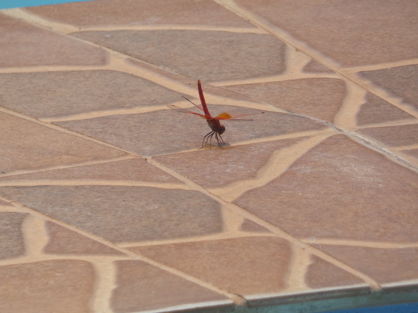 Red Basker dragonfly