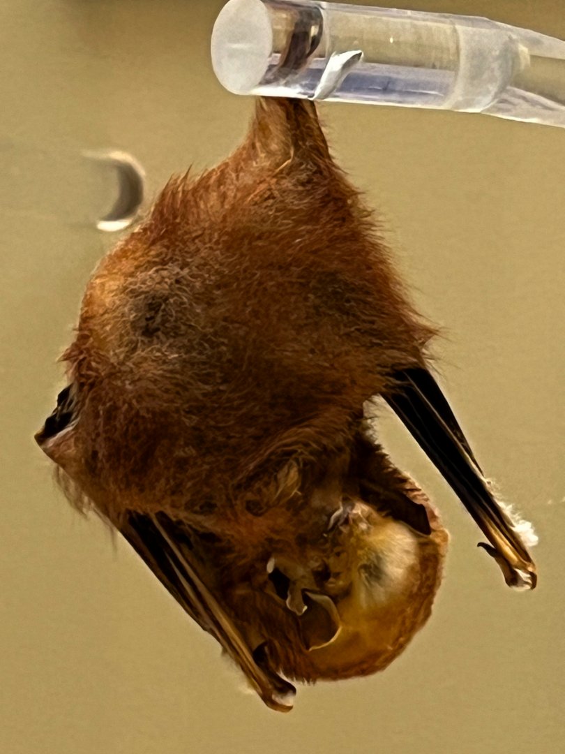 Red Bat