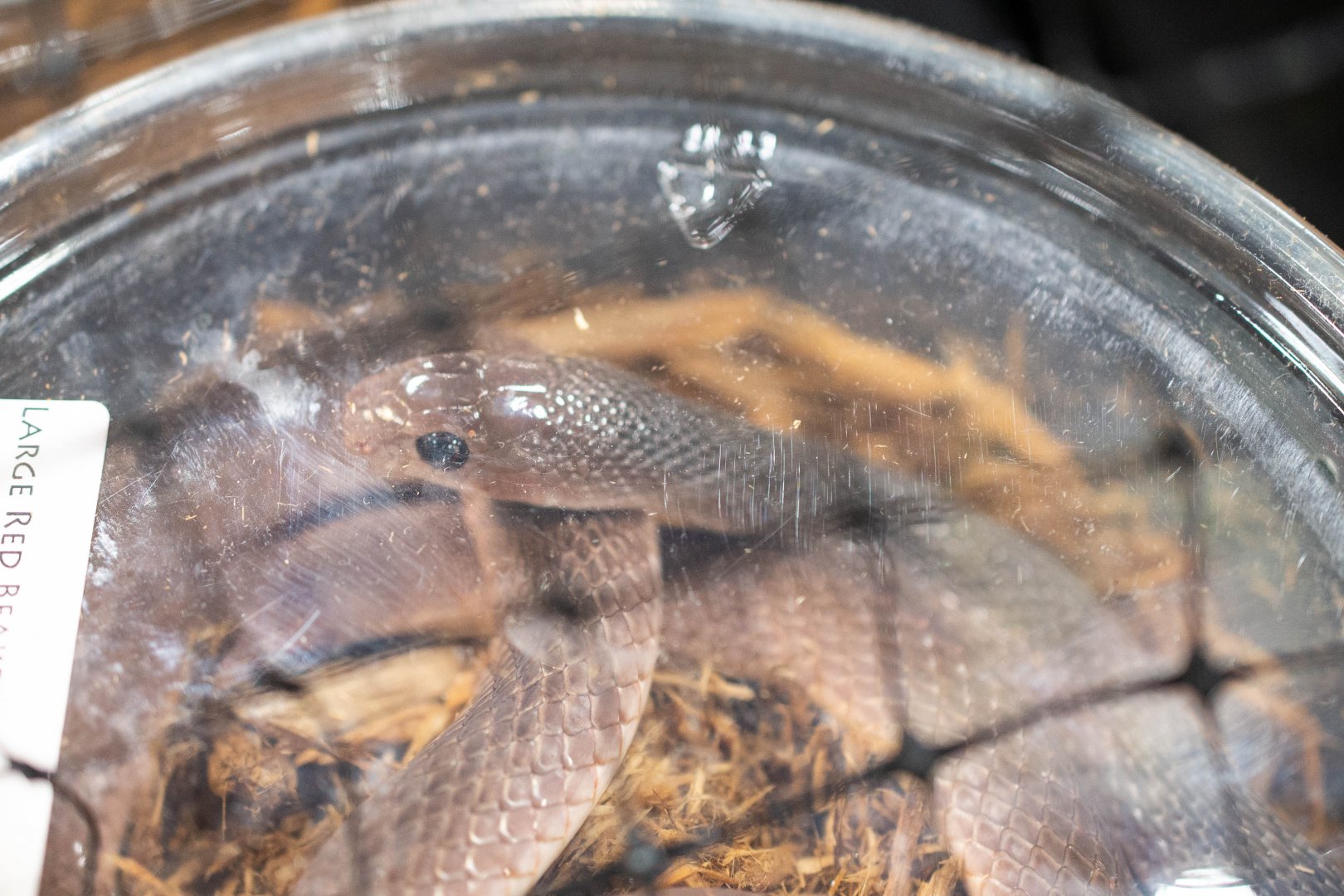 Red Beaked Snake- Rhamphiophis rubropunctatus