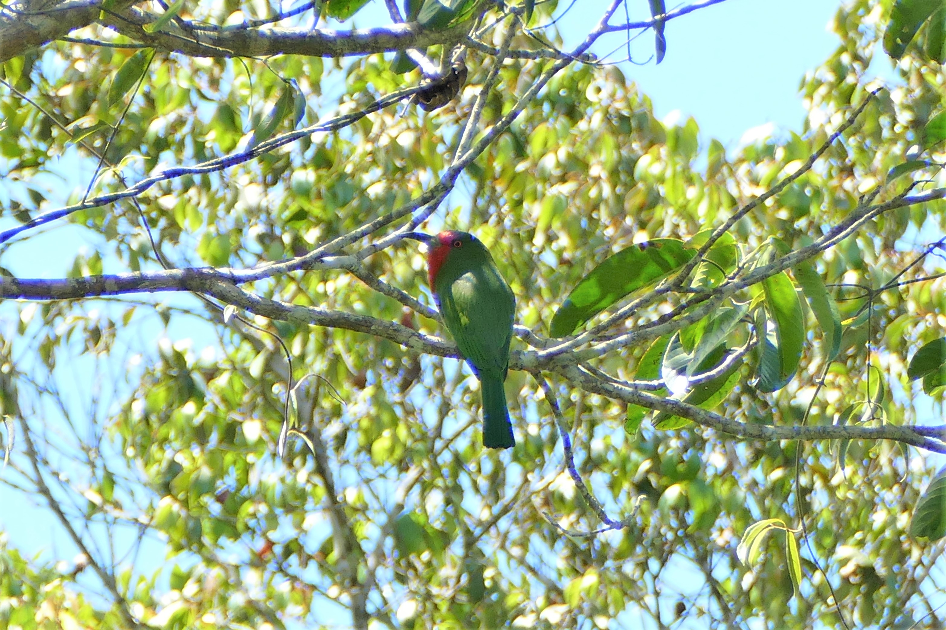 Red-bearded Bee-eater - Fraser's Hill