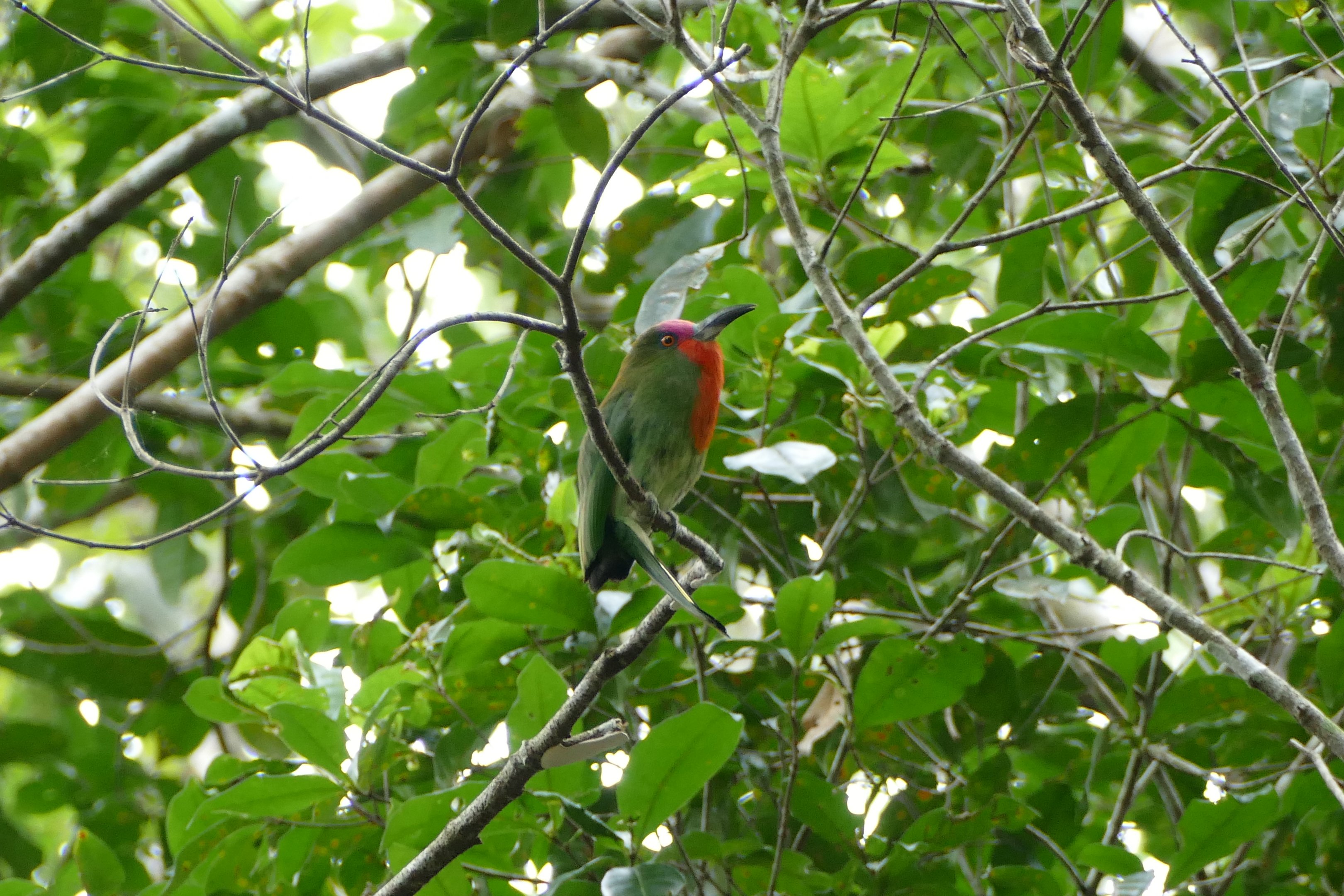 Red-bearded Bee-eater - Fraser's Hill