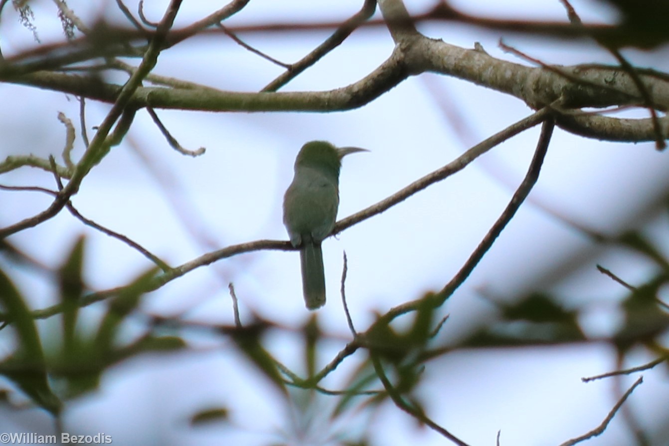 Red-bearded Bee-eater Juvenile - Kaeng Krachan National Park