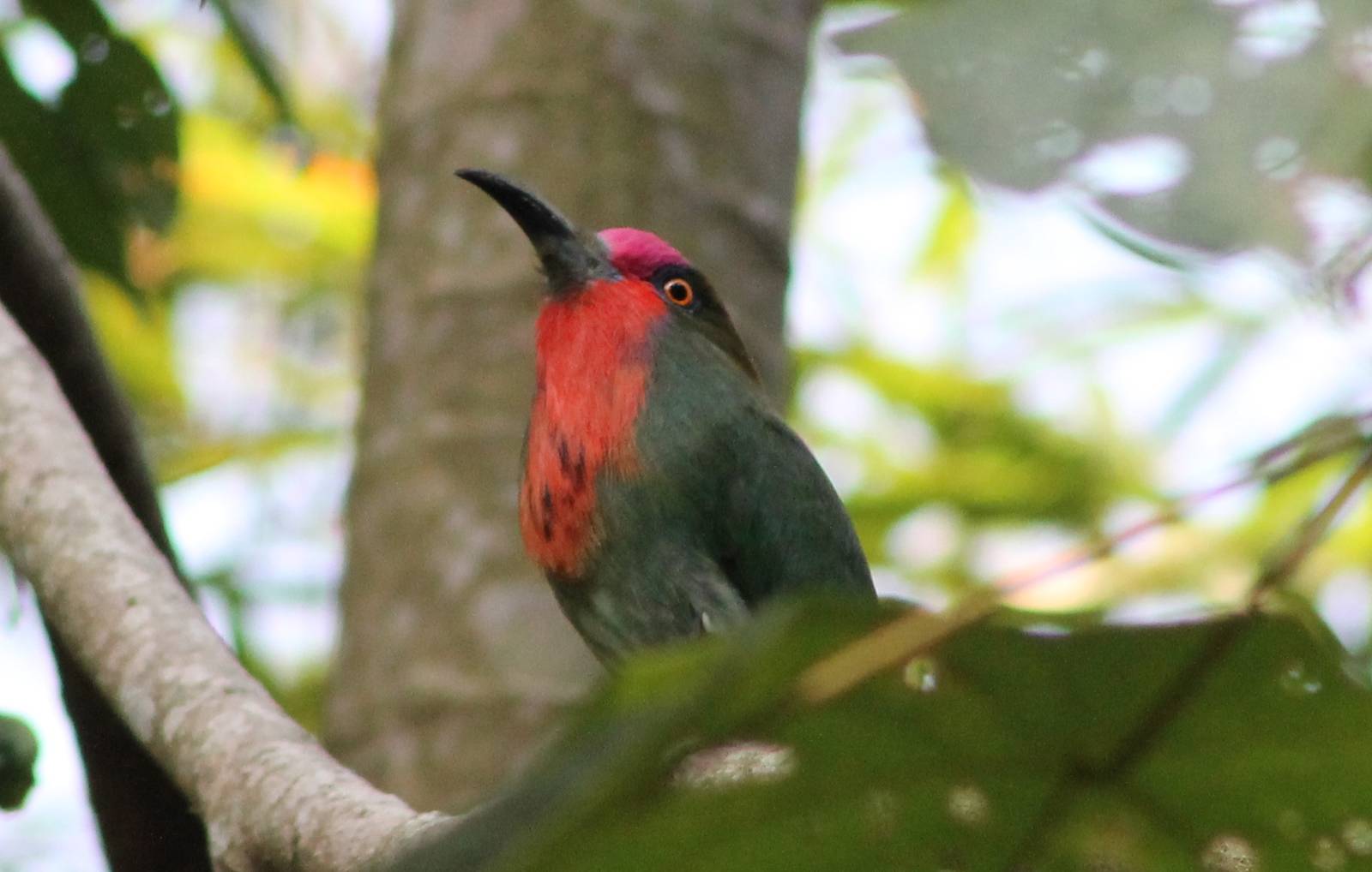 red-bearded bee-eater (Nyctyornis amictus)