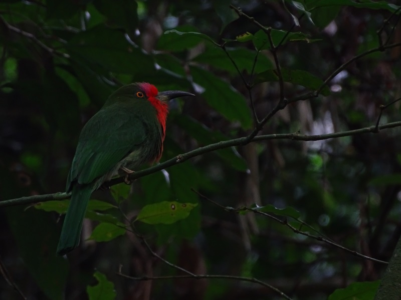 Red-bearded bee-eater (Nyctyornis amictus)