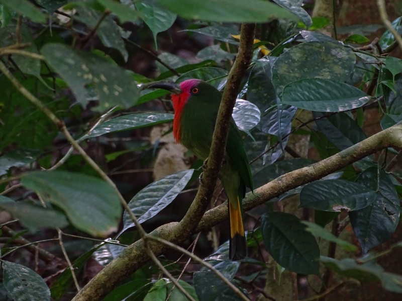 Red-bearded bee-eater (Nyctyornis amictus)