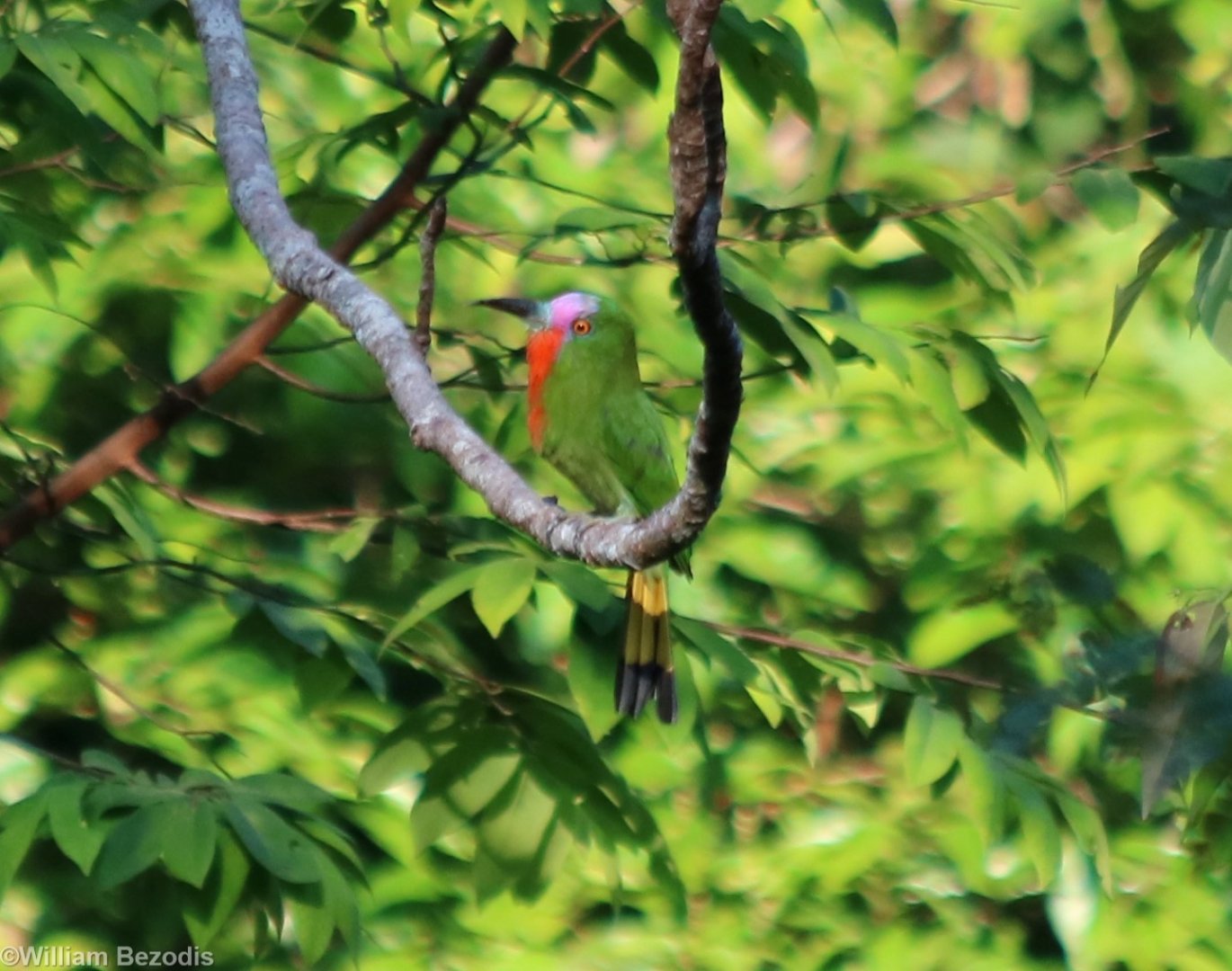 Red-bearded Bee-eater - Taman Negara