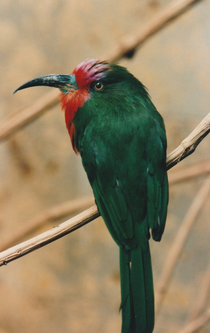 Red Bearded Bee-eater