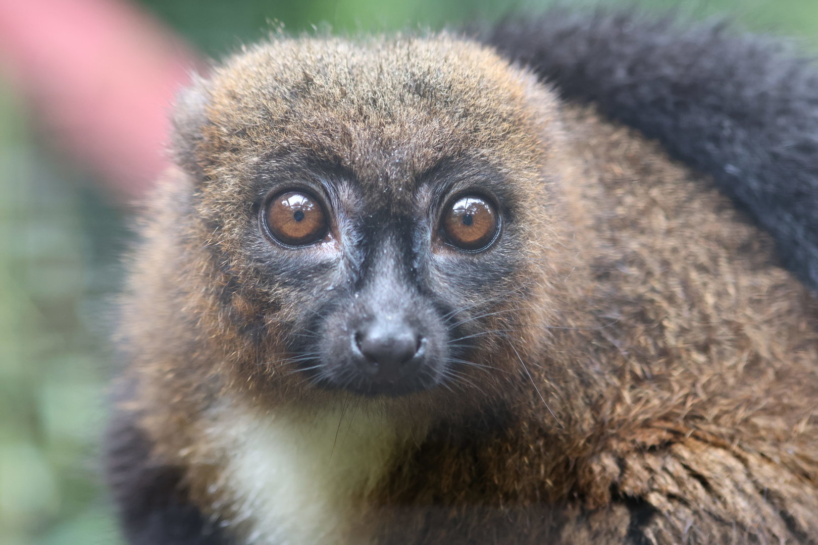 Red Belied Lemur