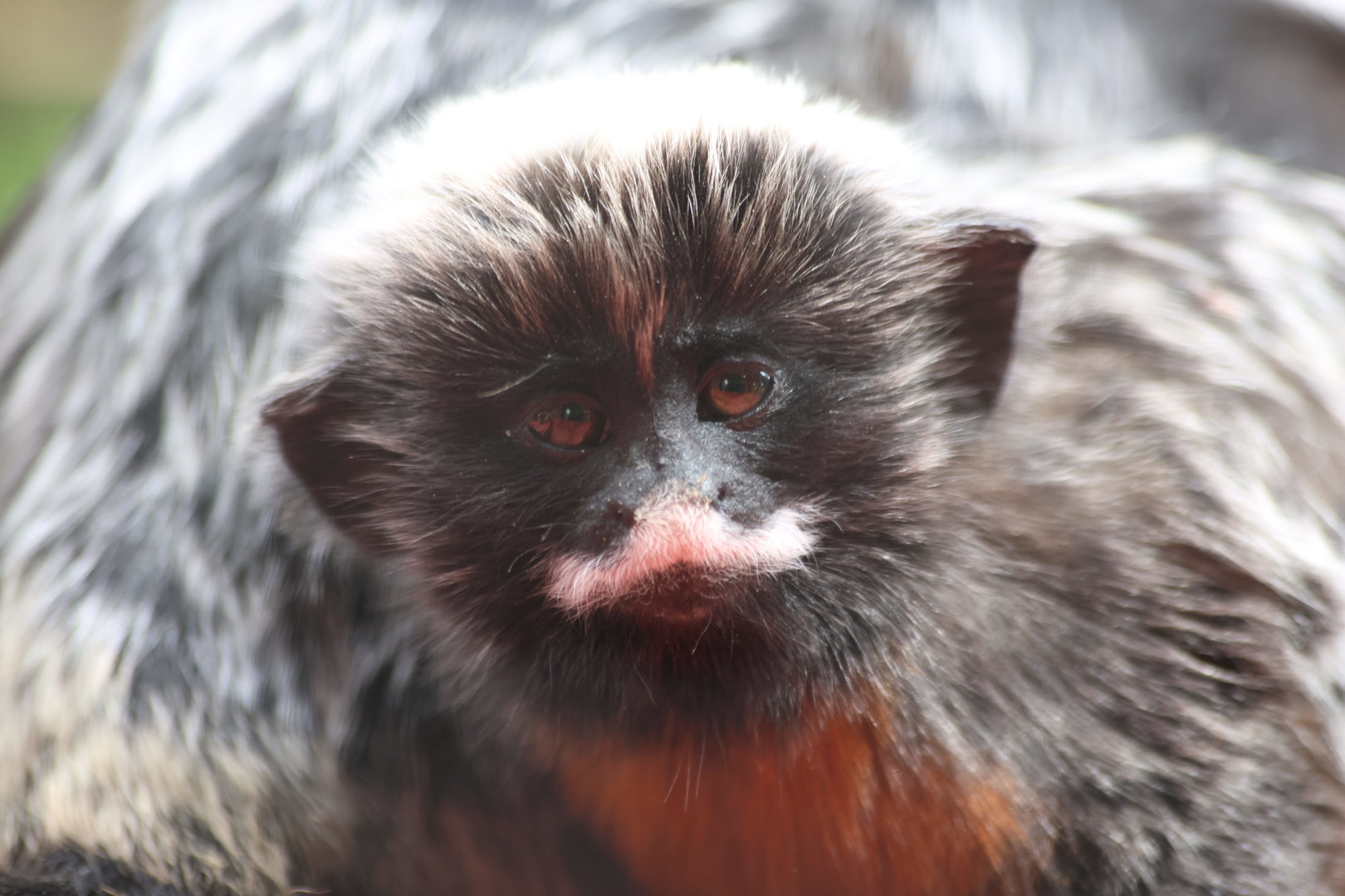 Red Belied Tamarin Baby