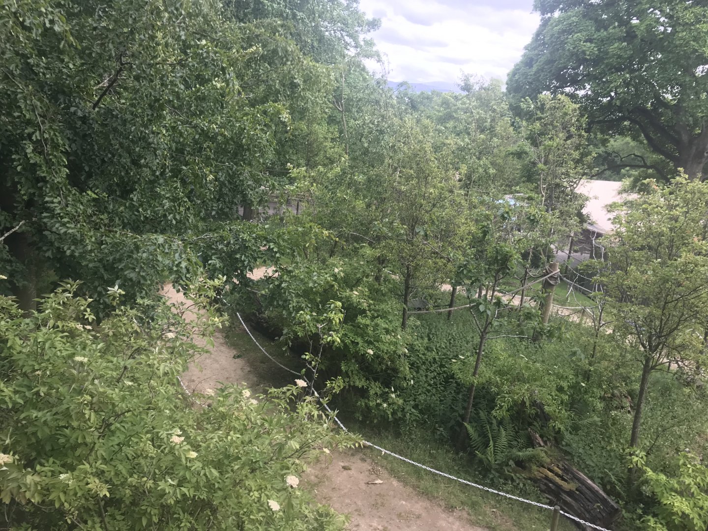 Red bellied and ring tailed lemur walthrough enclosure (2)