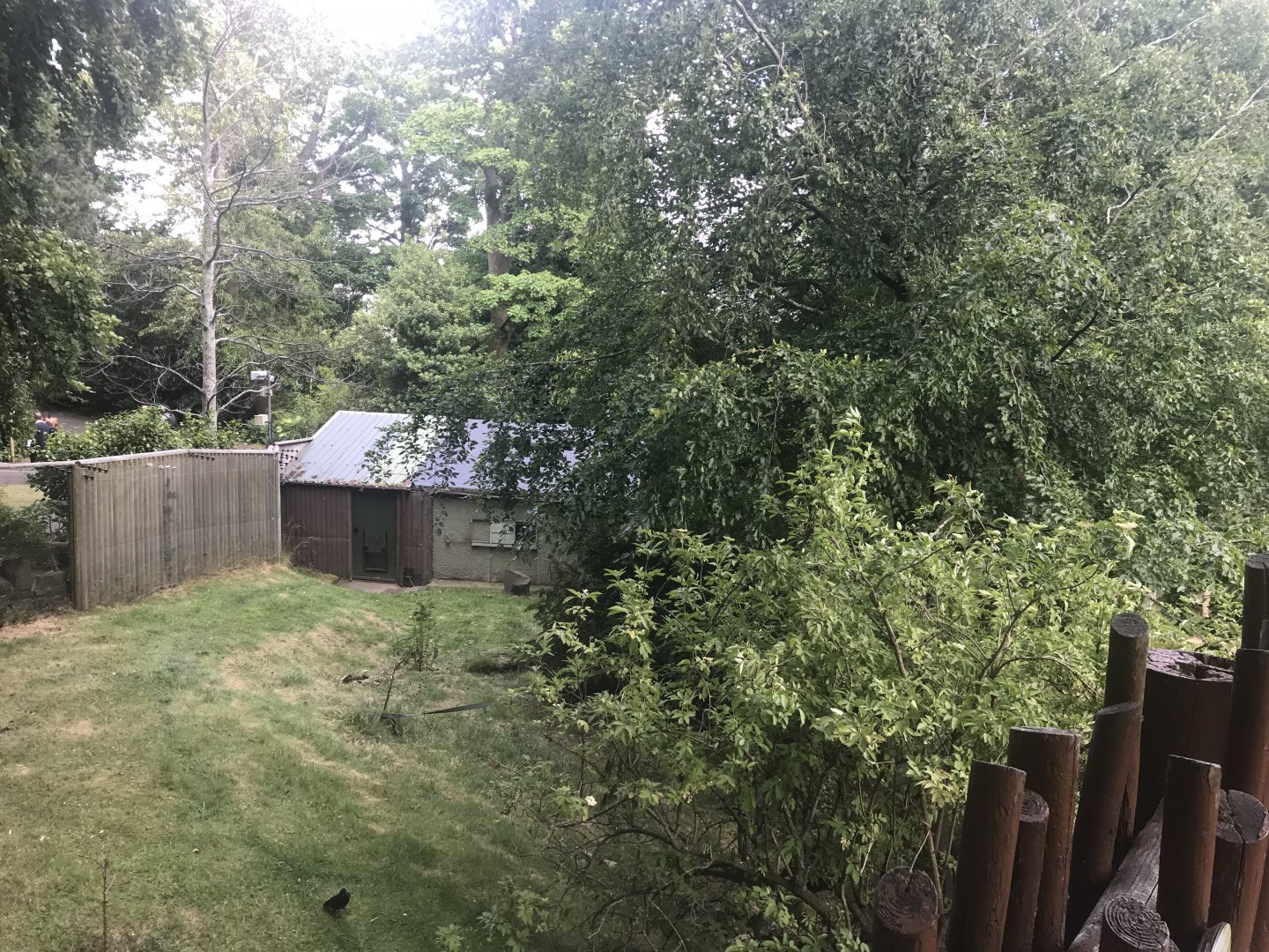 Red bellied and ring tailed lemur walthrough enclosure