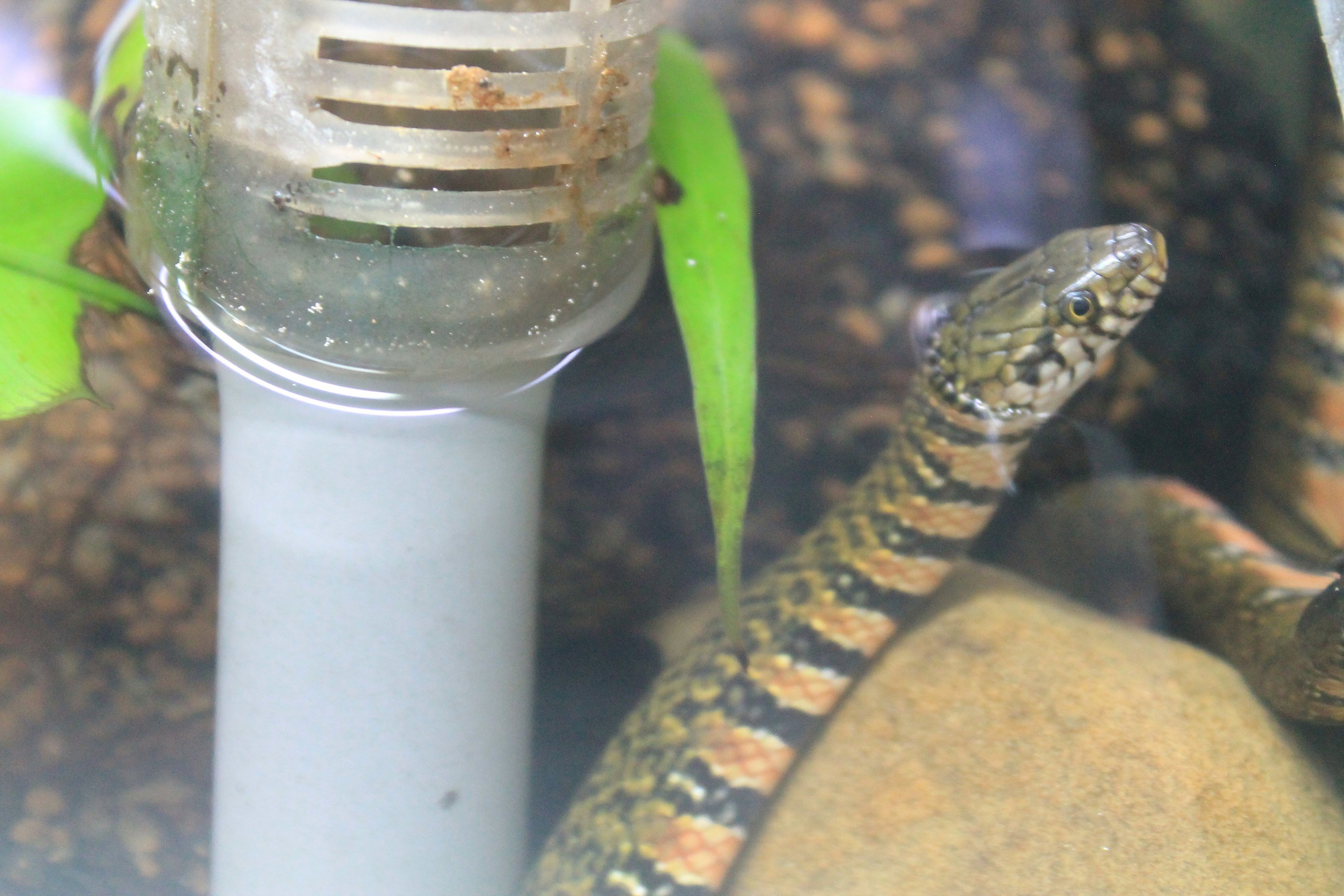 Red-bellied Annulate Keelback (Trimerodytes annularis)