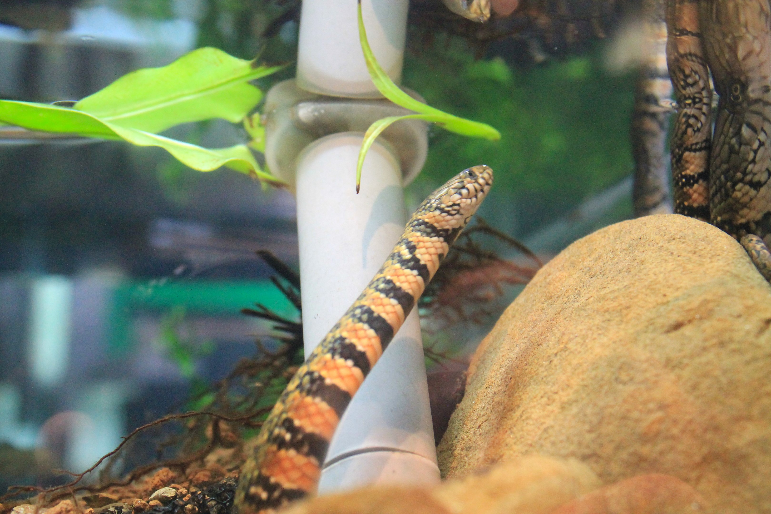 Red-bellied Annulate Keelback (Trimerodytes annularis)