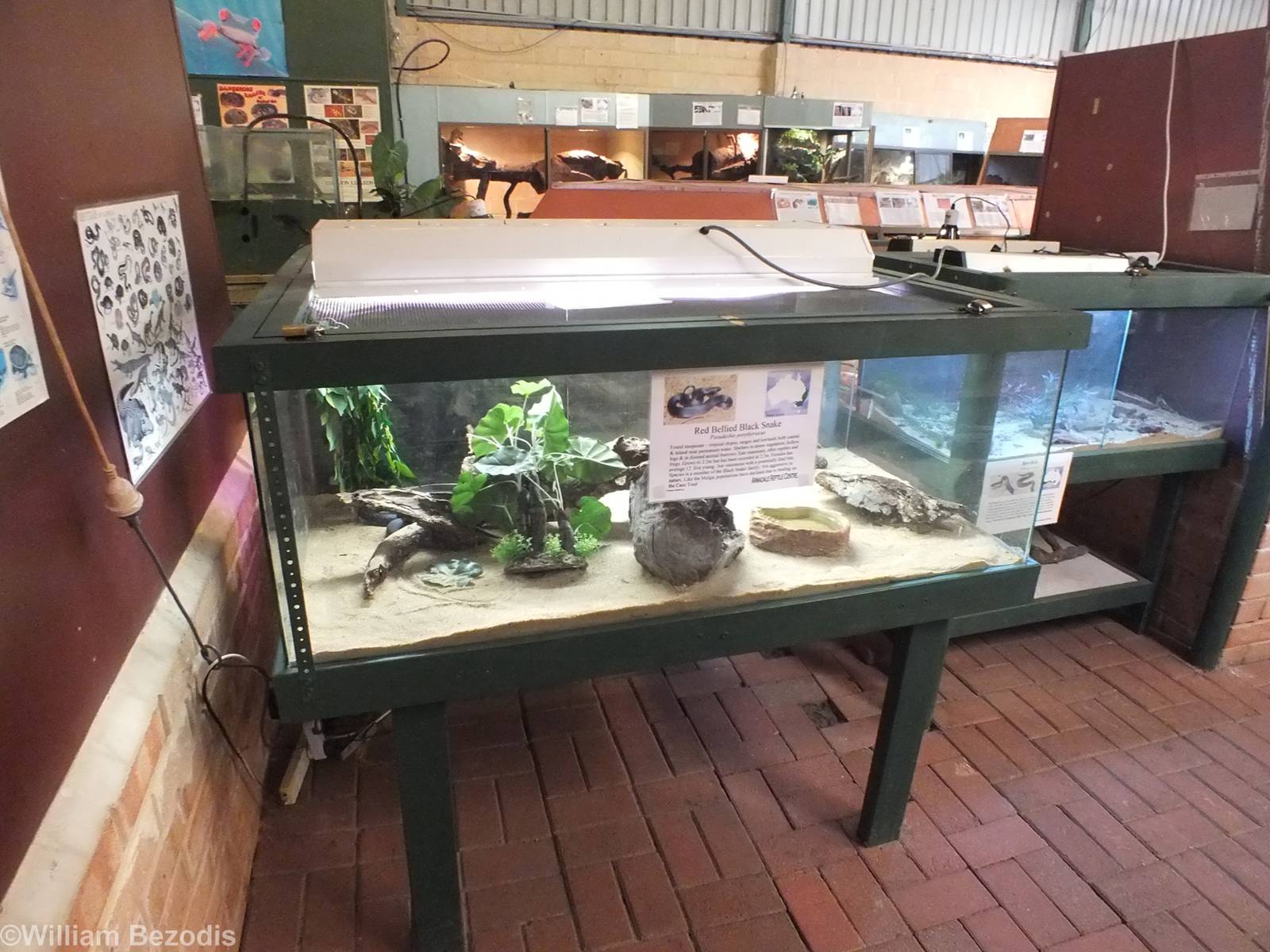 Red-bellied Black-snake Enclosure