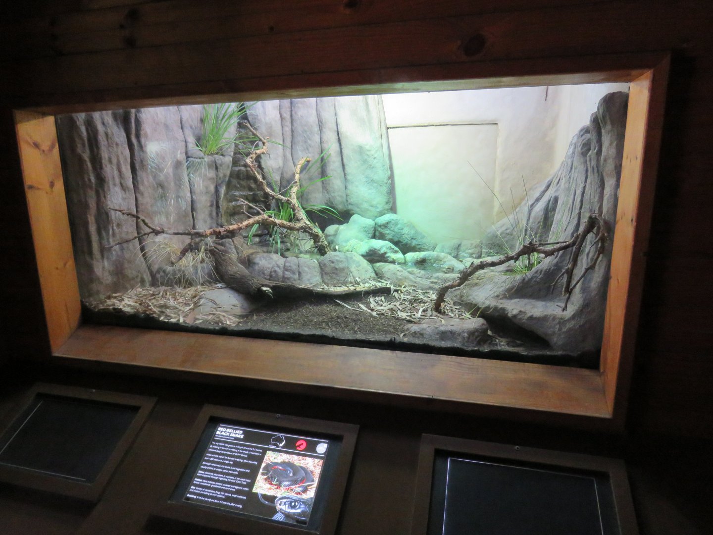 Red Bellied Black Snake Enclosure