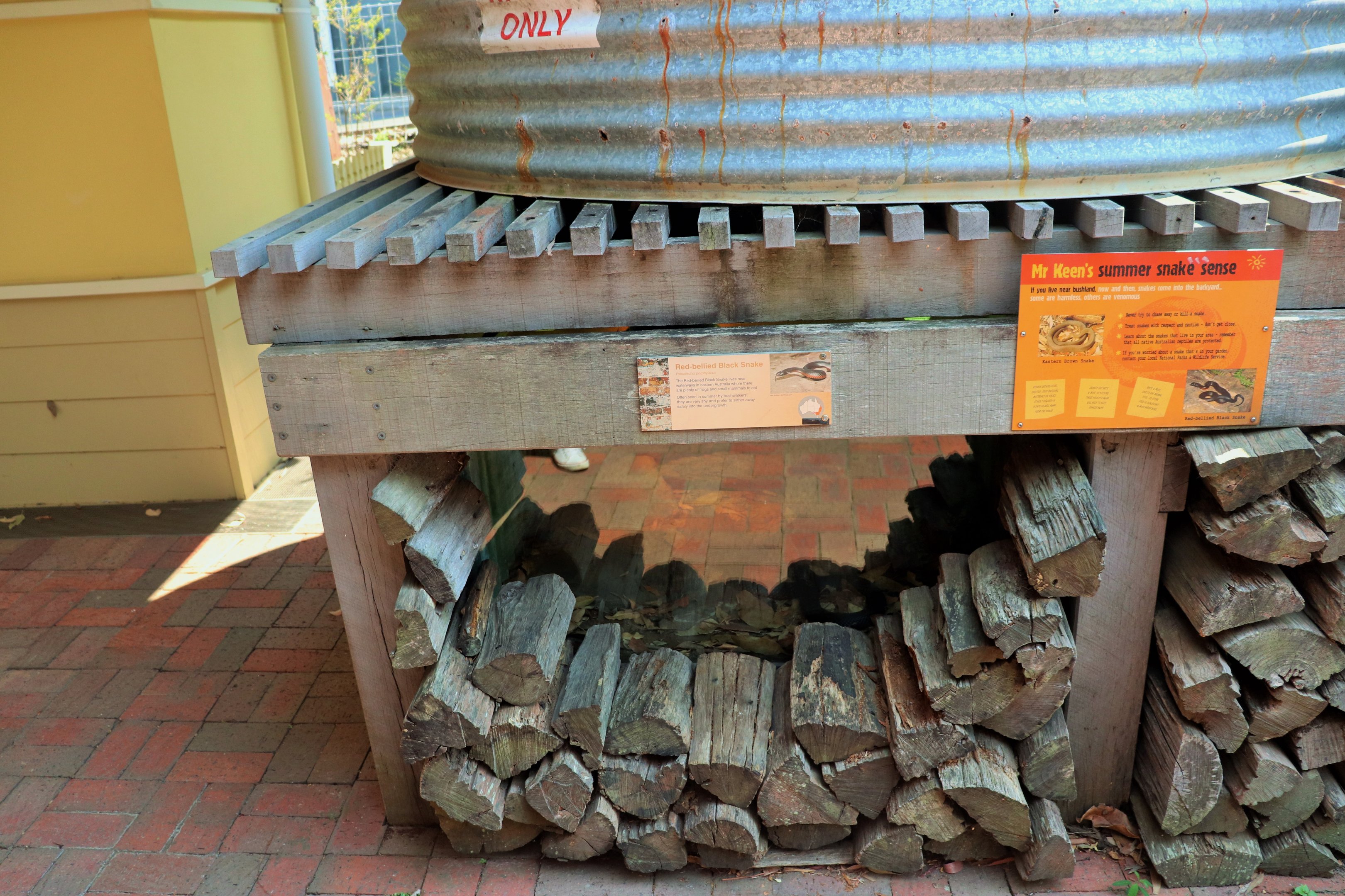 Red-bellied Black Snake Enclosure