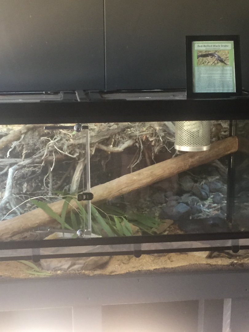 Red bellied Black snake Enclosure