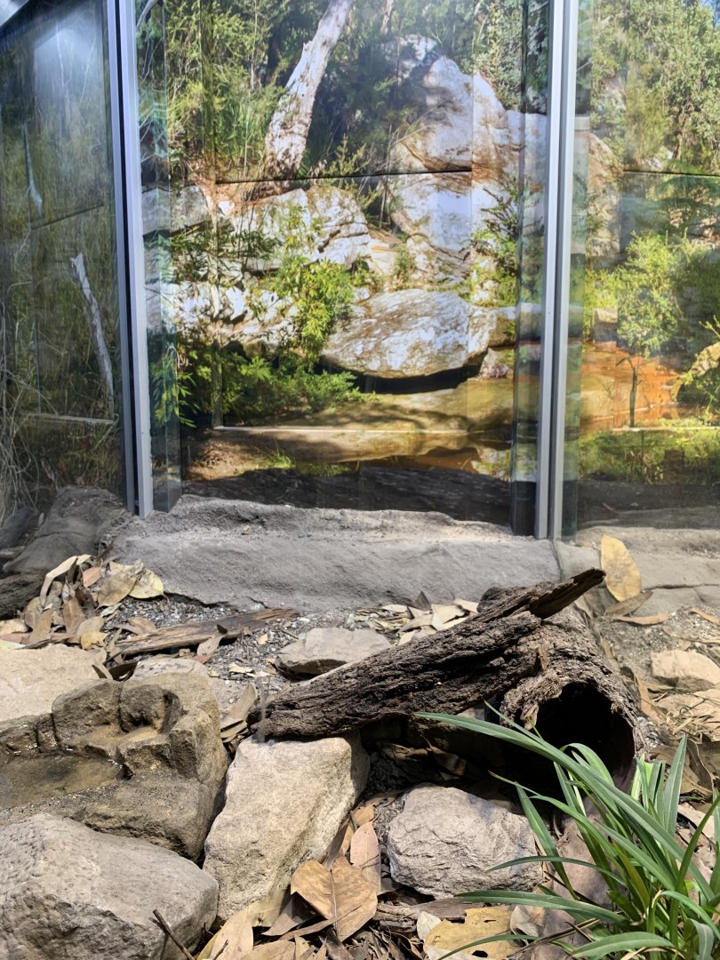 Red-bellied Black Snake Enclosure