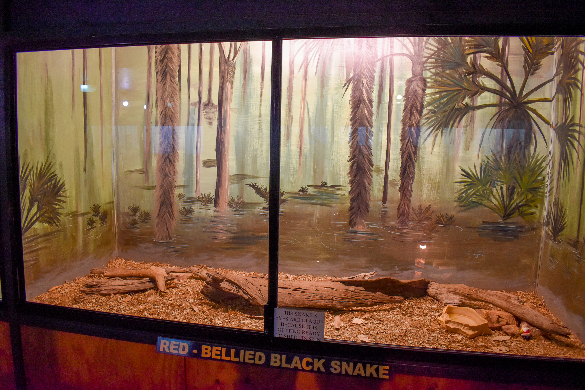 Red-bellied Black Snake Enclosure