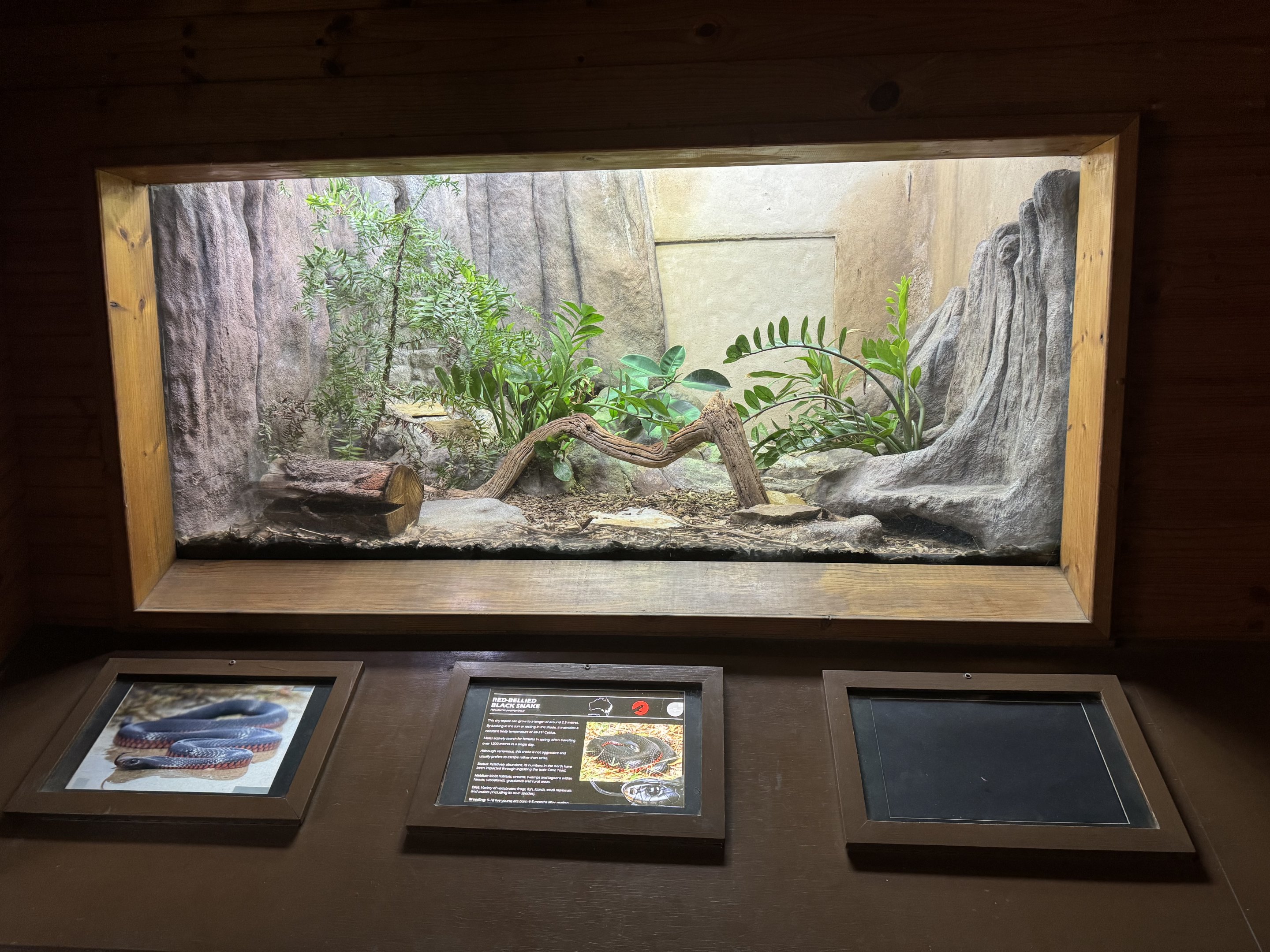 Red-bellied Black Snake enclosure