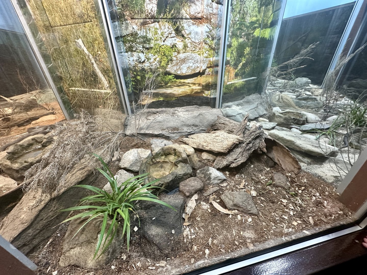 Red-bellied Black Snake Exhibit
