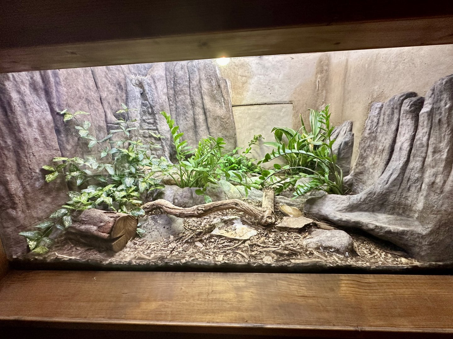 Red-bellied Black Snake Exhibit