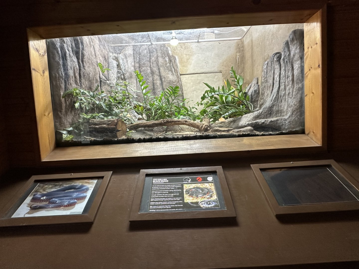 Red bellied black snake exhibit