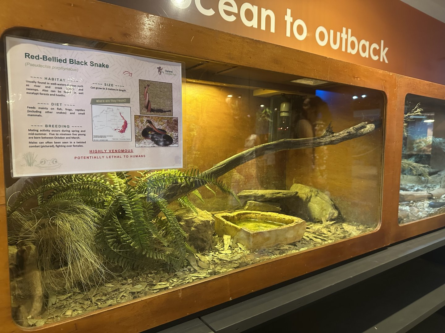 Red bellied black snake exhibit