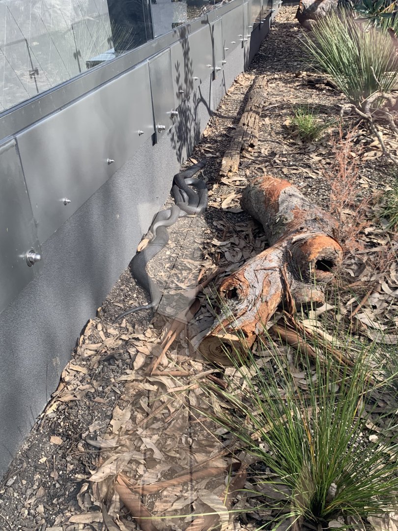Red bellied black snake in new arc building