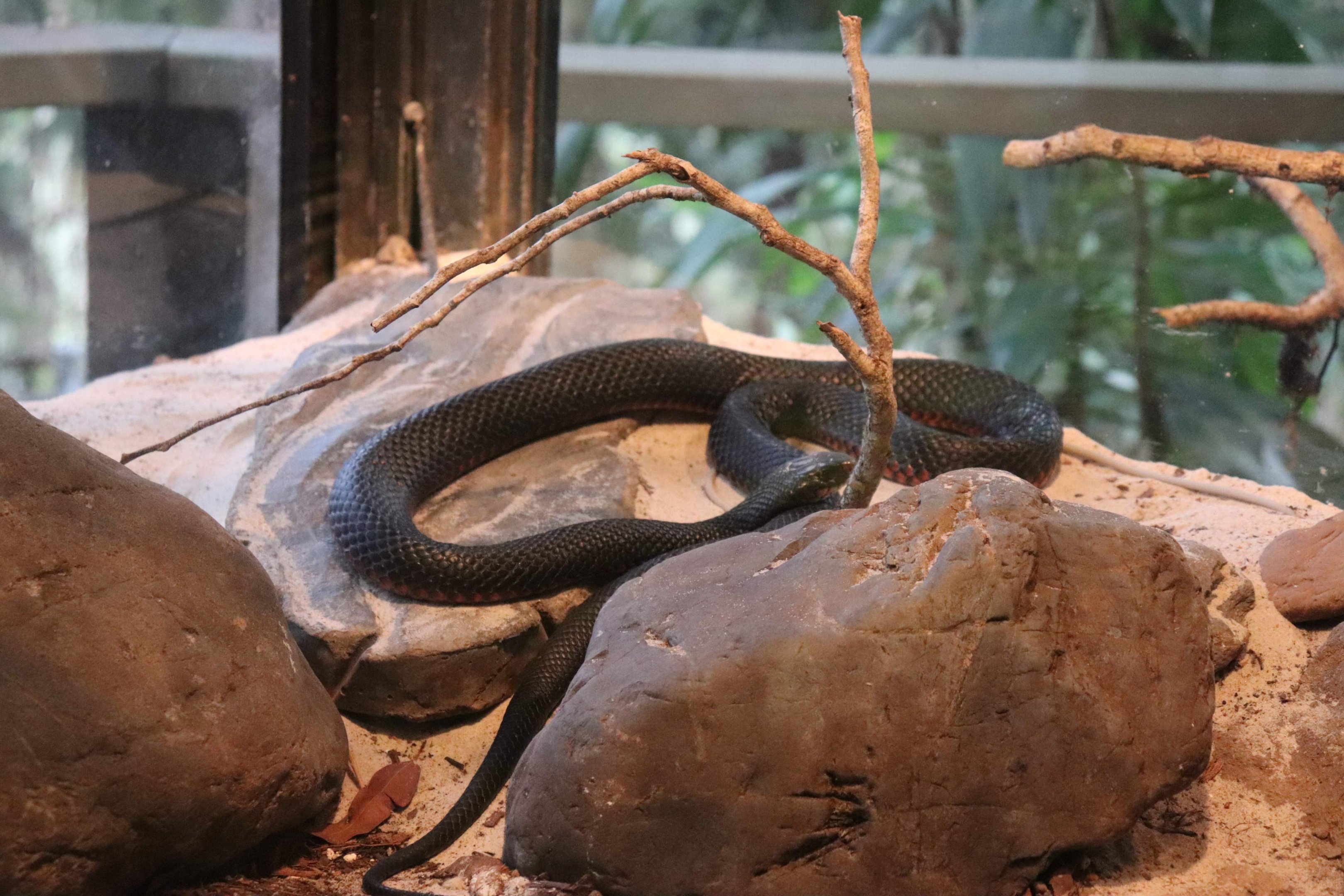 Red-bellied Black Snake (Pseudechis porphyriacus)
