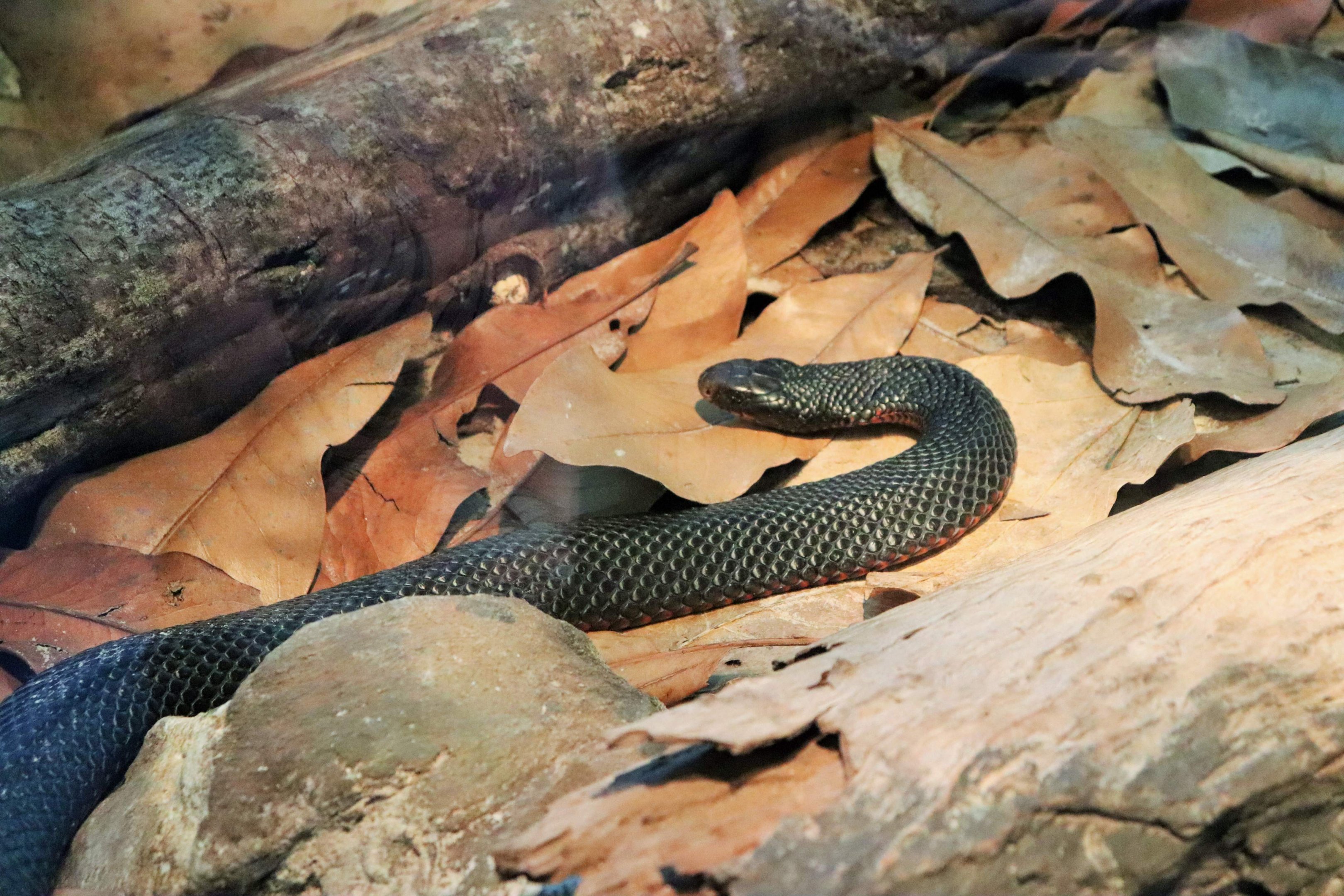 Red-bellied Black Snake (Pseudechis porphyriacus)