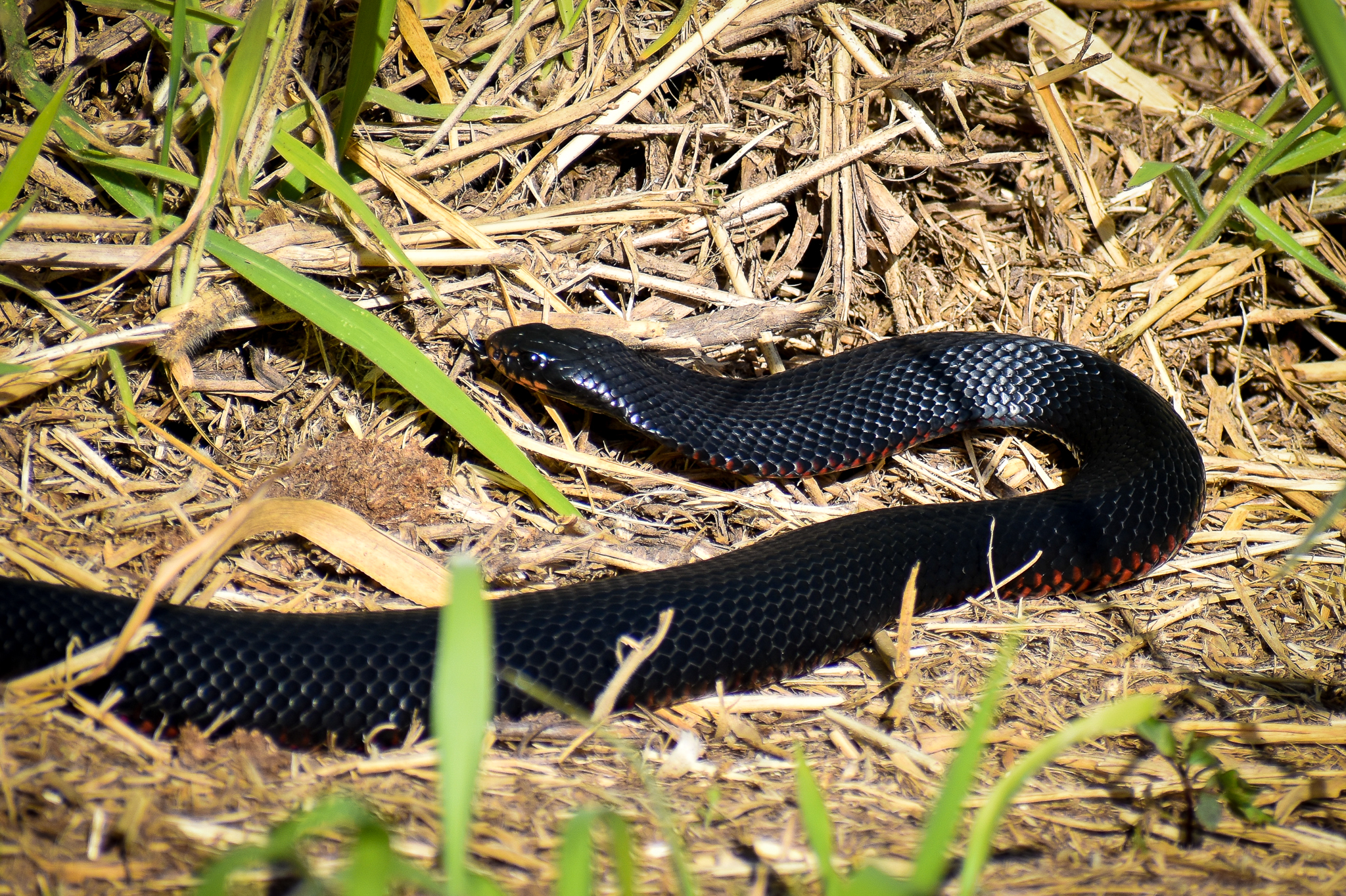 Red-bellied Black Snake (Pseudechis porphyriacus)