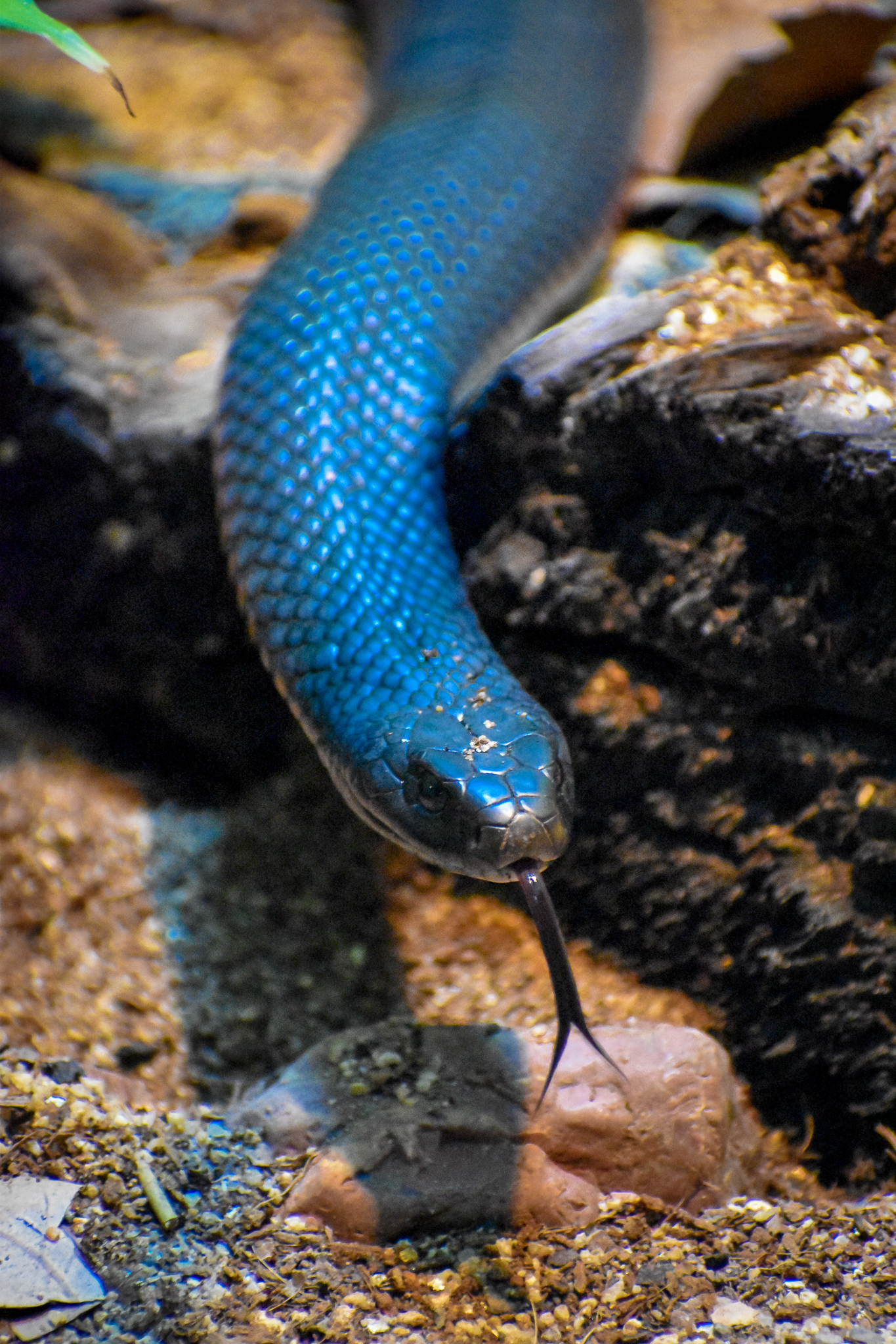 Red-bellied Black Snake (Pseudechis porphyriacus)