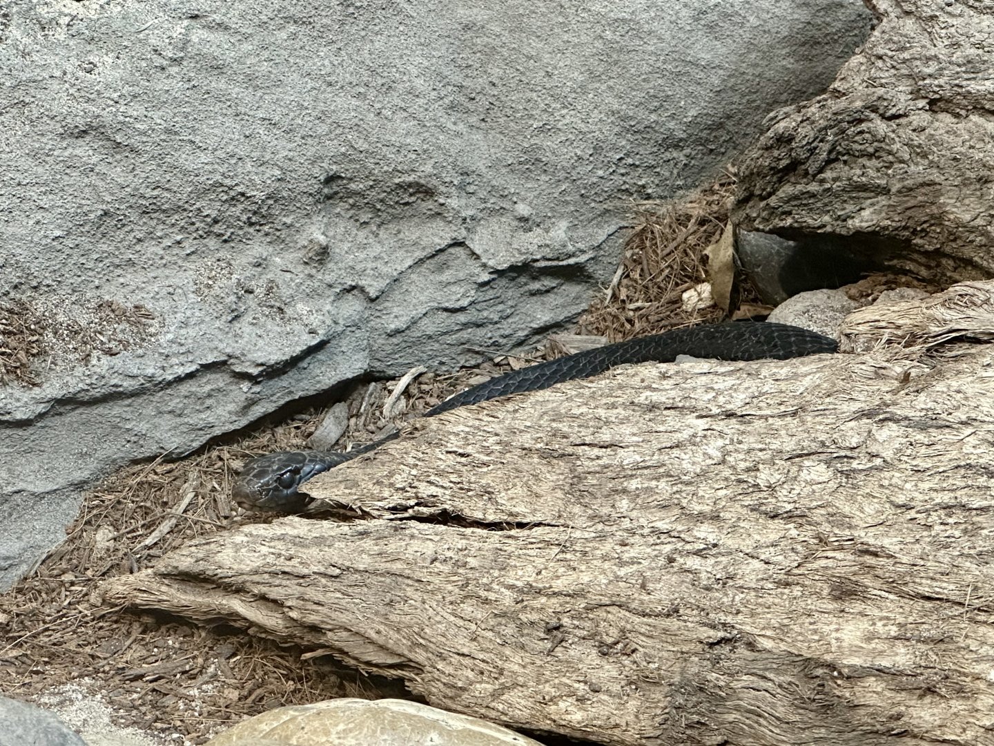 Red-bellied black snake (Pseudechis porphyriacus)