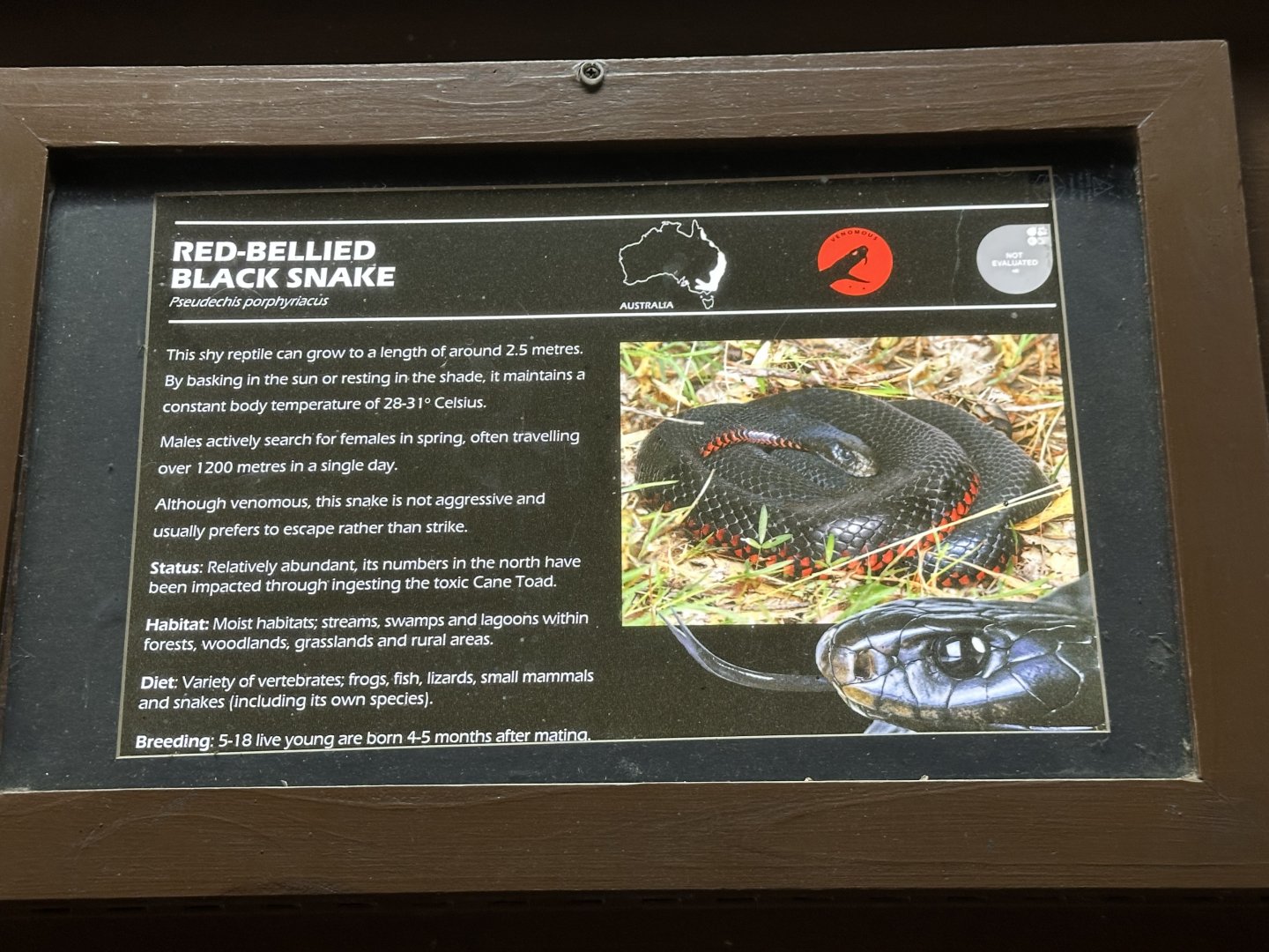 Red bellied black snake signage