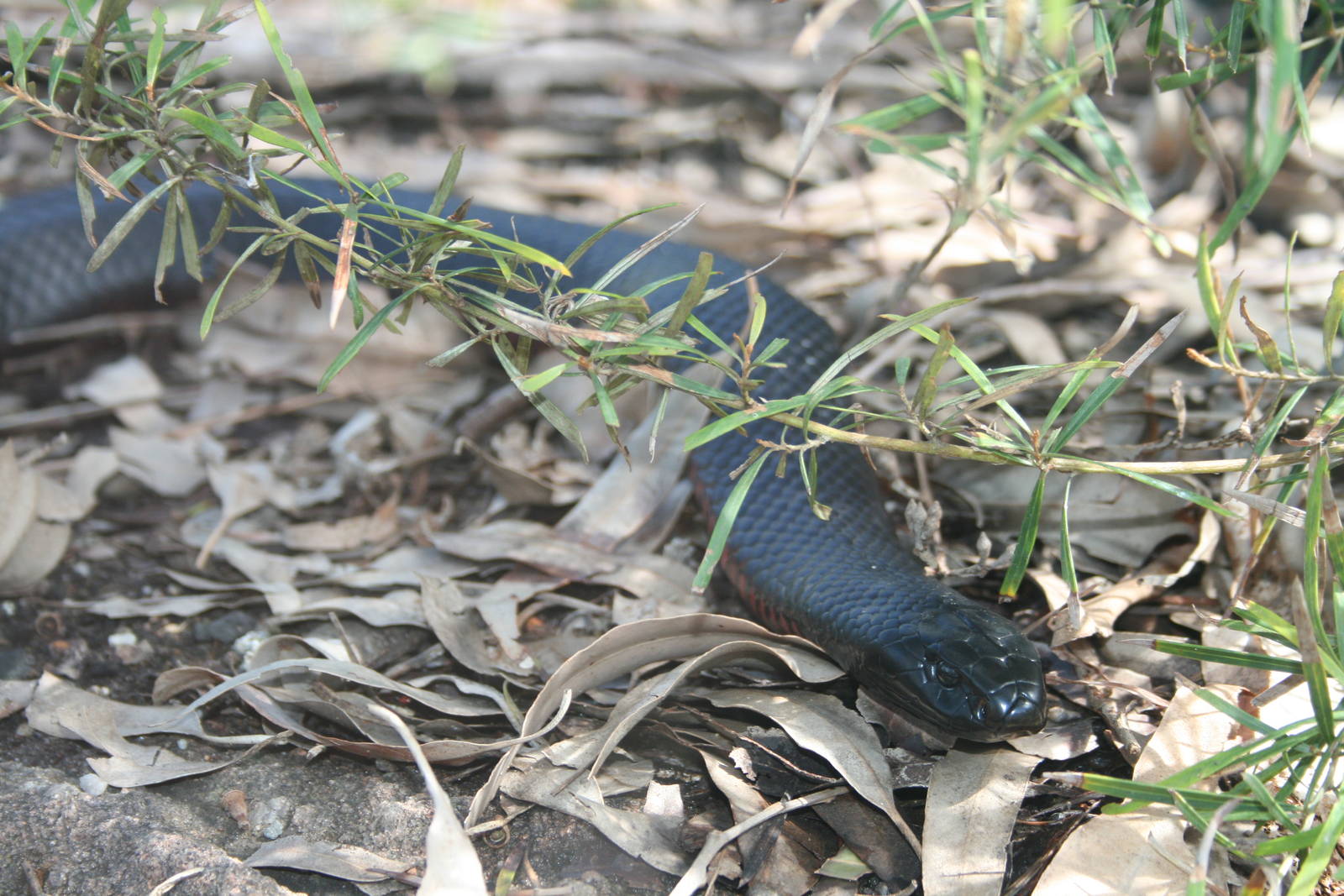 Red - Bellied Black Snake. Taronga Zoo. 8/4/2008