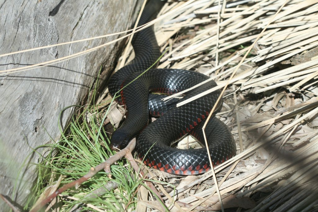 Red-bellied Black Snake