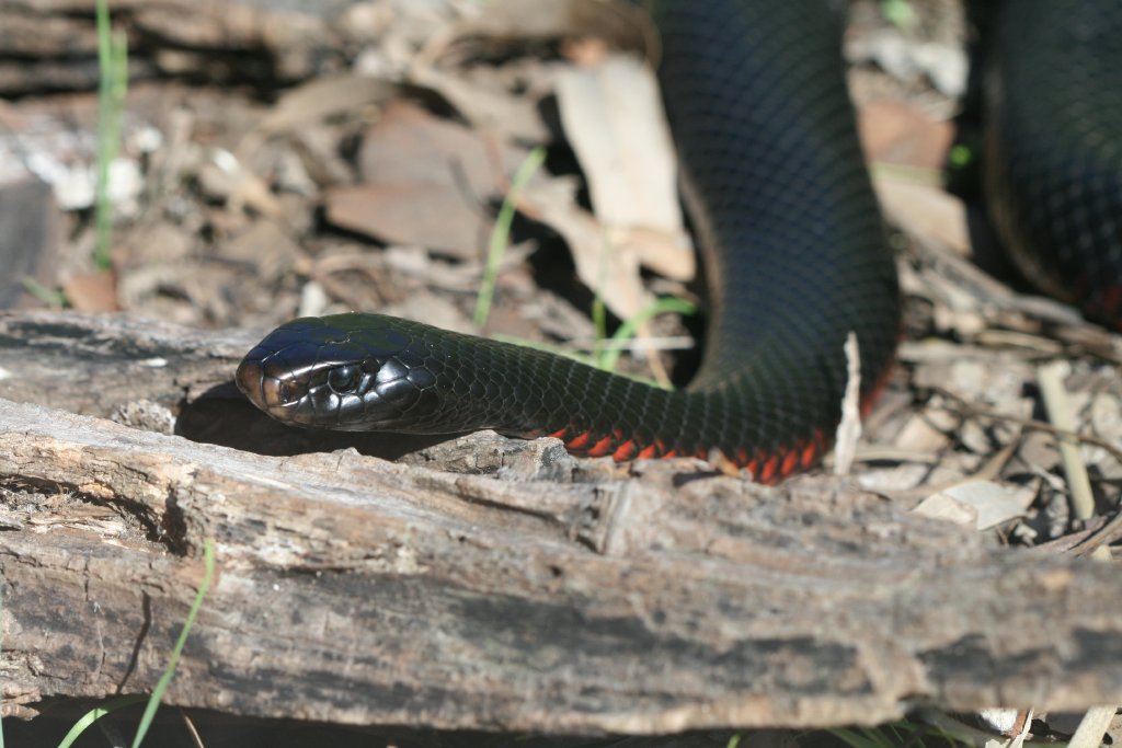 Red-bellied Black Snake