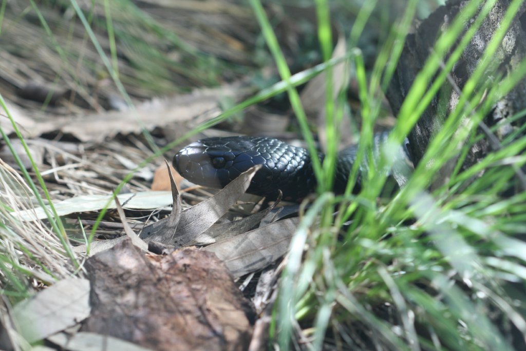 Red-bellied Black Snake