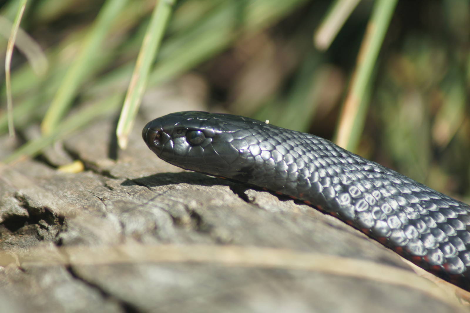 Red-bellied black snake