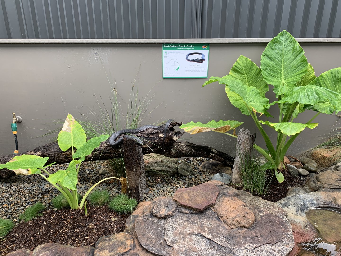 Red-bellied Black Snake