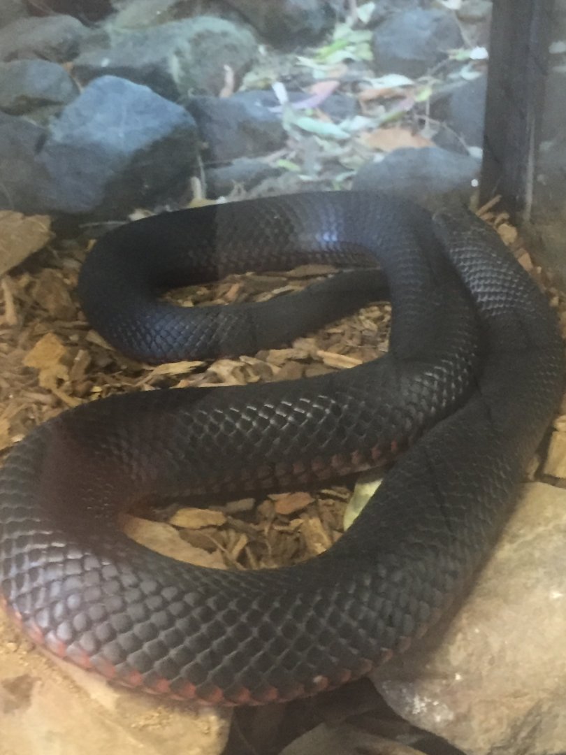 Red bellied black snake