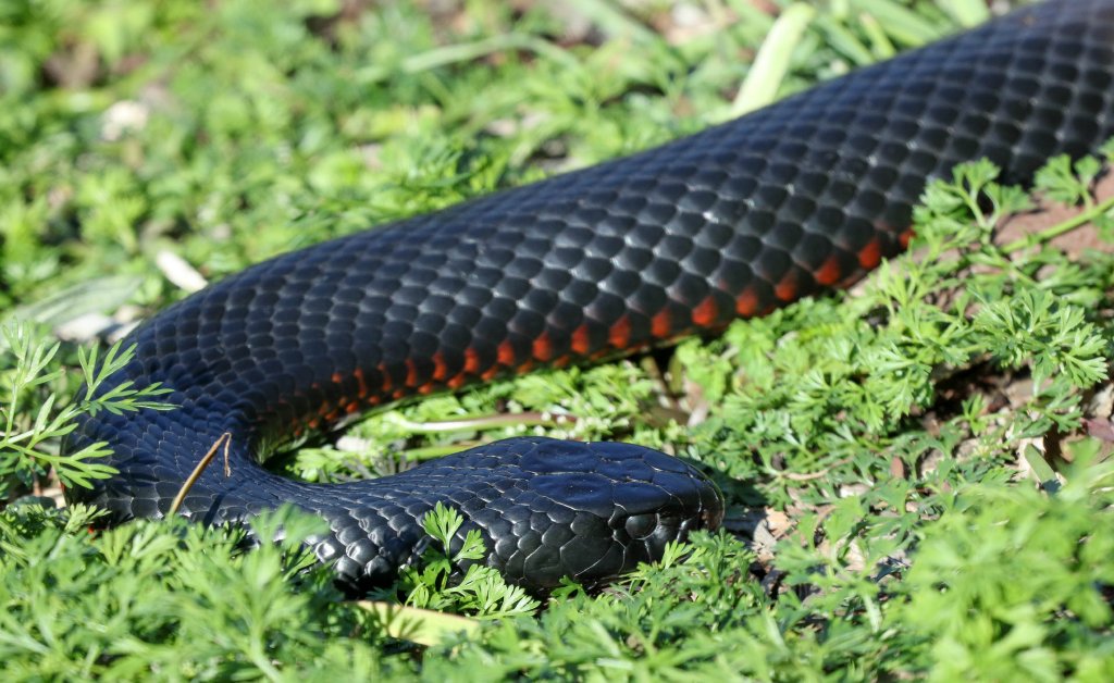 Red-bellied Black Snake