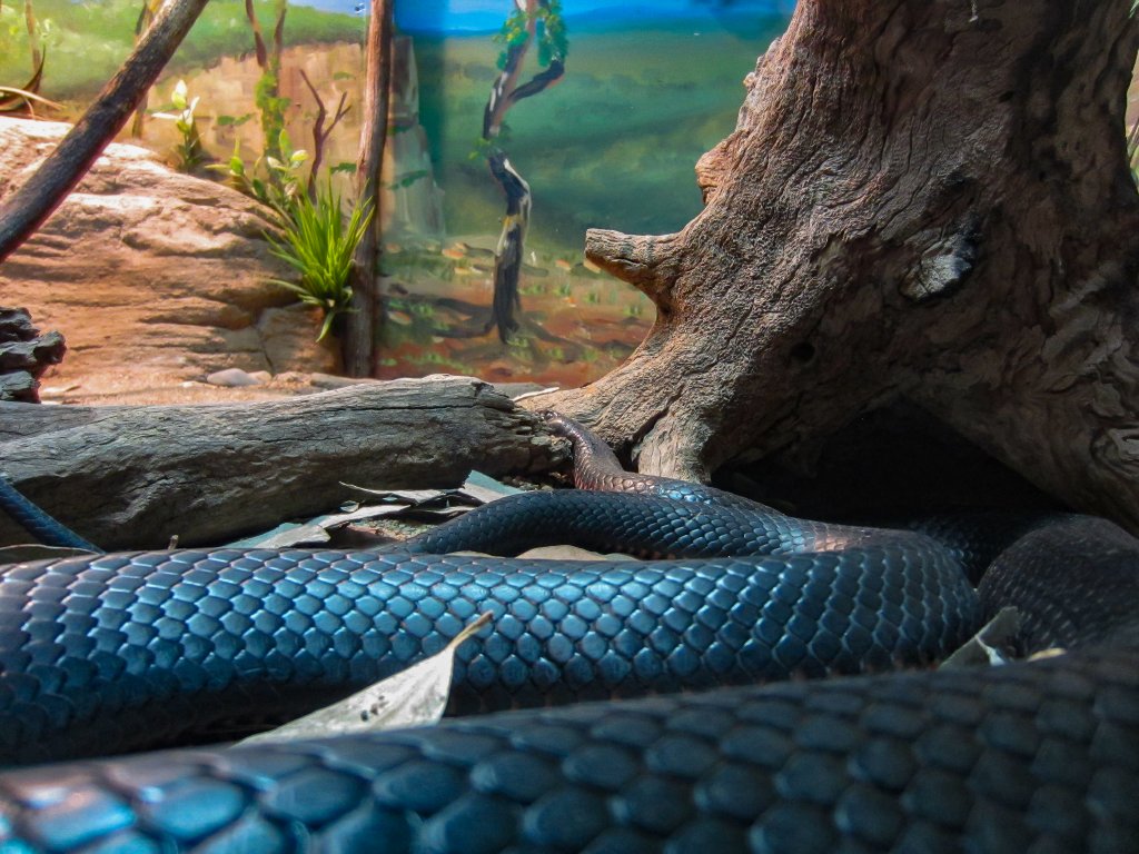 Red-bellied Black Snake
