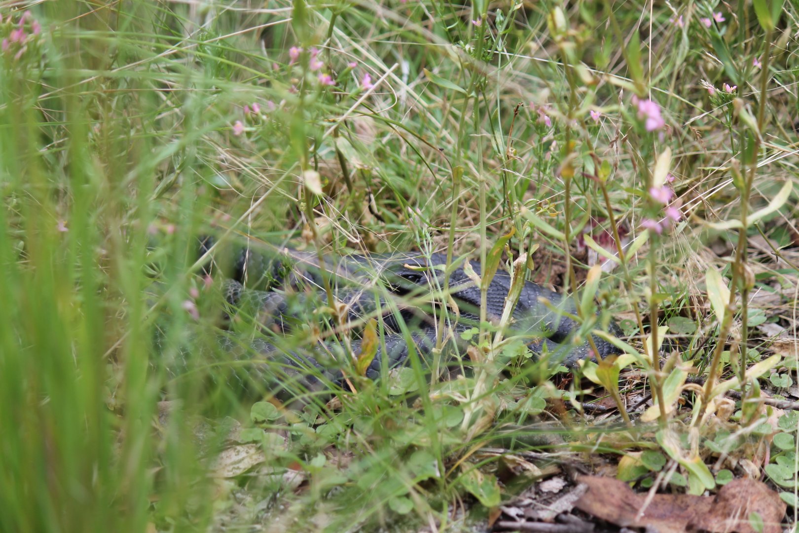 Red-bellied Black Snake