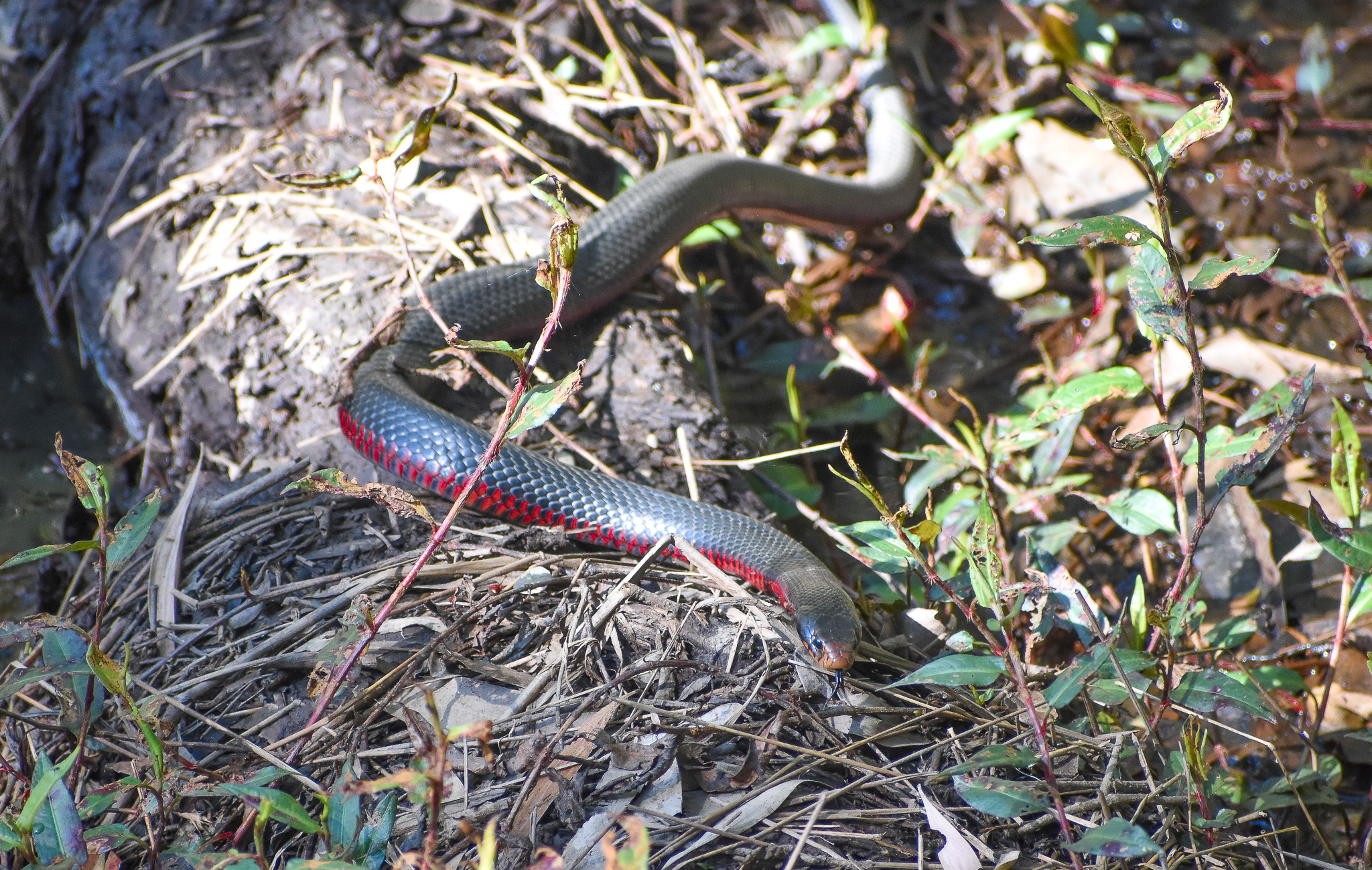 Red-bellied Black Snake
